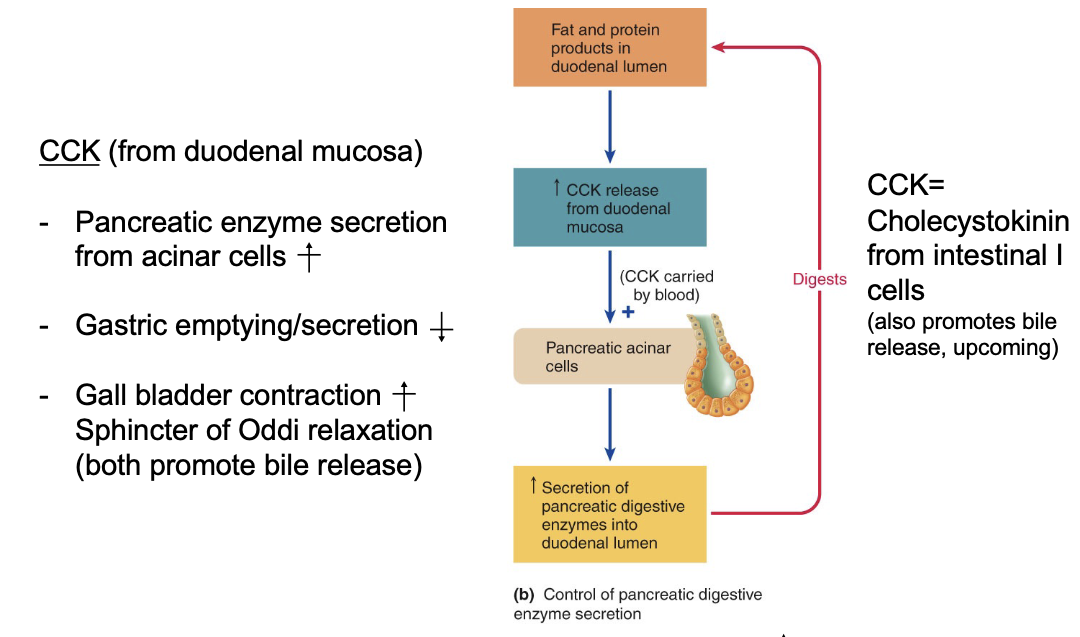 <p>same CCK that told pancreas to slow down in response to fat is telling to release more lipase and other enzymes (3 proteolytic and amylase) from acinous cells</p><ul><li><p>c<span style="color: rgb(255, 255, 255);"><span>hyme in the duodenum stimulates pancreatic secretions via intestinal hormones, aka enterogastrones</span></span></p></li><li><p><span style="color: rgb(255, 255, 255);"><span>vagovagal reflex in response to increased volume in duodenum secretin and CCK </span></span></p><ul><li><p><span style="color: rgb(255, 255, 255);"><span>weak direct stimulation of duct and acinar cells by vagus (cephalic phase)</span></span></p></li></ul></li><li><p>CCK feedback loop</p></li></ul><p></p>