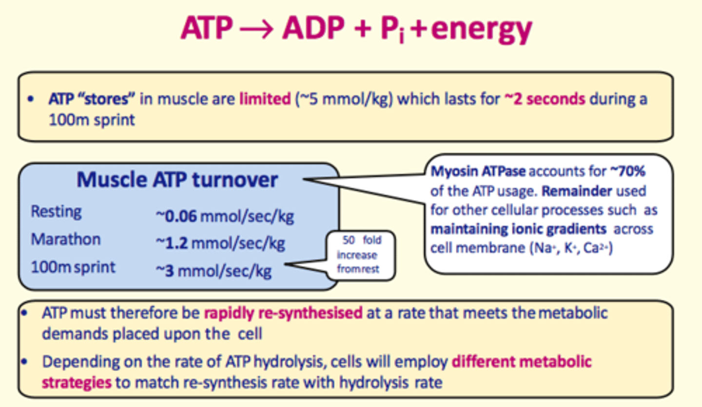 <p>hydrolysis of ATP</p>