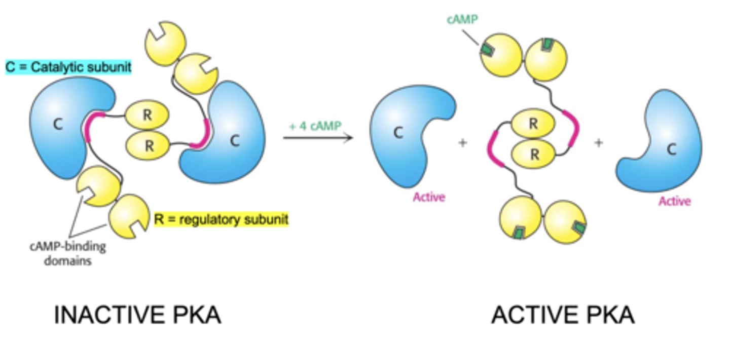 <p>stimulates Protein Kinase A (PKA) activity</p>