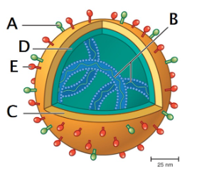 <p>In the diagram of the influenza virus, what are the structures labeled</p><ul><li><p>A:</p></li><li><p>B:</p></li><li><p>C:</p></li><li><p>D:</p></li><li><p>E:</p></li></ul><p></p>