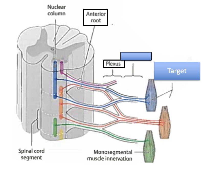 <p>What does nerve plexus go through to get to the target?</p>