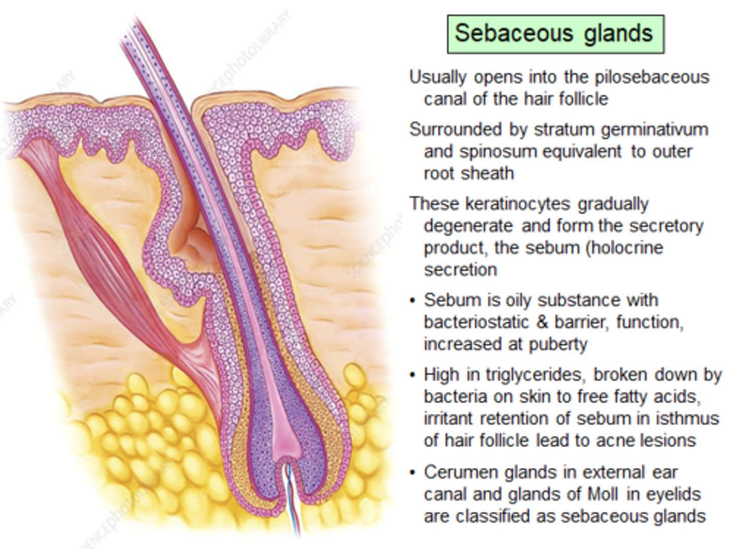 <p>Oil glands, everywhere except palms/soles. Develop from hair follicles, secrete into follicles. Inactive until puberty (stimulated by androgens). Secrete sebum: oily holocrine secretion, bactericidal, softens hair/skin.</p>