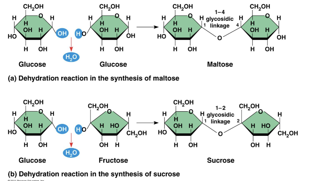 <ul><li><p>double sugars</p></li><li><p>2 monosaccharides joined by a covalent bond</p><ul><li><p>joined by dehydration reaction</p></li><li><p>maltose</p><ul><li><p>2 glucose molecules</p><ul><li><p>brewing beer</p></li></ul></li></ul></li><li><p>sucrose</p><ul><li><p>one glucose and one fructose</p><ul><li><p>table sugar</p></li></ul></li></ul></li><li><p>lactose</p><ul><li><p>one glucose and one galactose</p><ul><li><p>milk sugar</p></li></ul></li><li><p>intolerant people do not have the enzyme to break down polymers</p></li></ul></li></ul></li></ul>