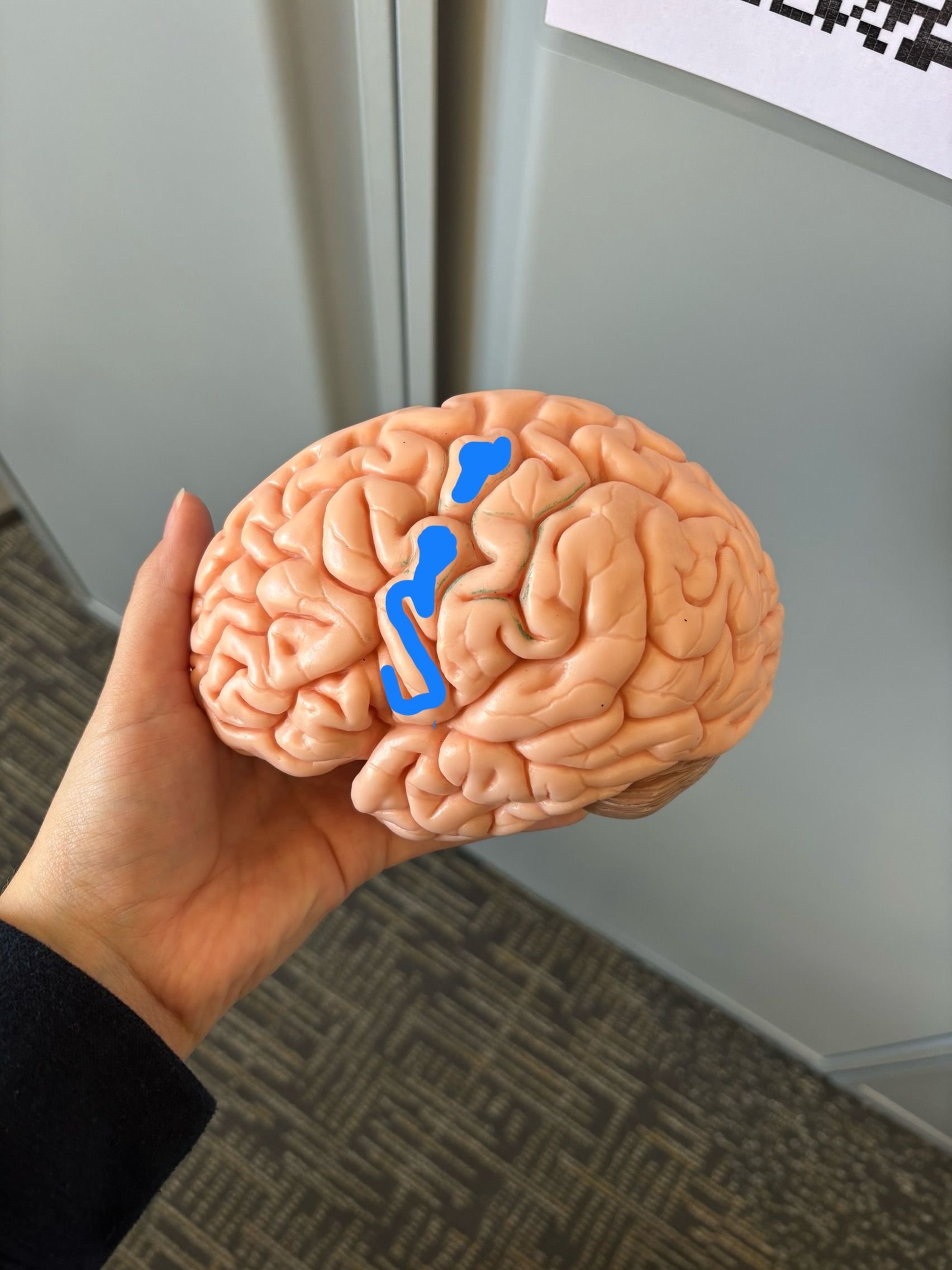 <p>What structure is this?</p>