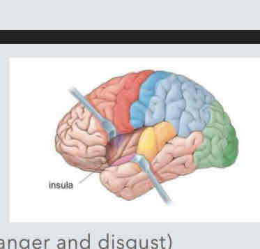 <p>Insula</p><ul><li><p>Associate with neg emotion states</p></li><li><p>Activation: reject offer &gt; acpt offer</p></li><li><p>Evidence: emotion plays key role in decisions</p></li></ul>