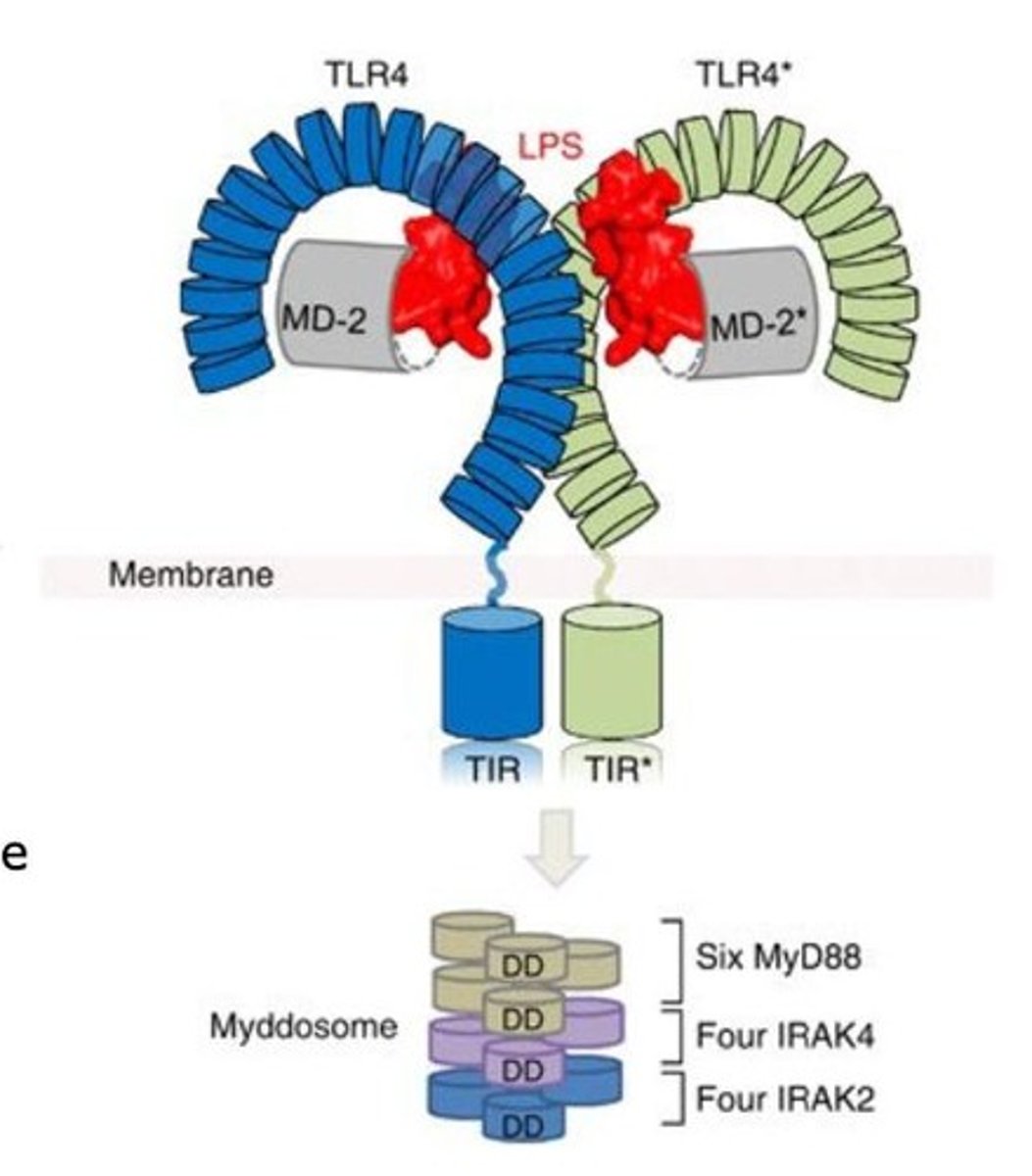 <p>Binds lipopolysaccharide (LPS) from gram-negative bacteria.</p>