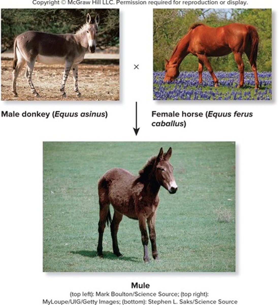 <p>Block development of a viable and fertile individual after fertilization has taken place.</p>