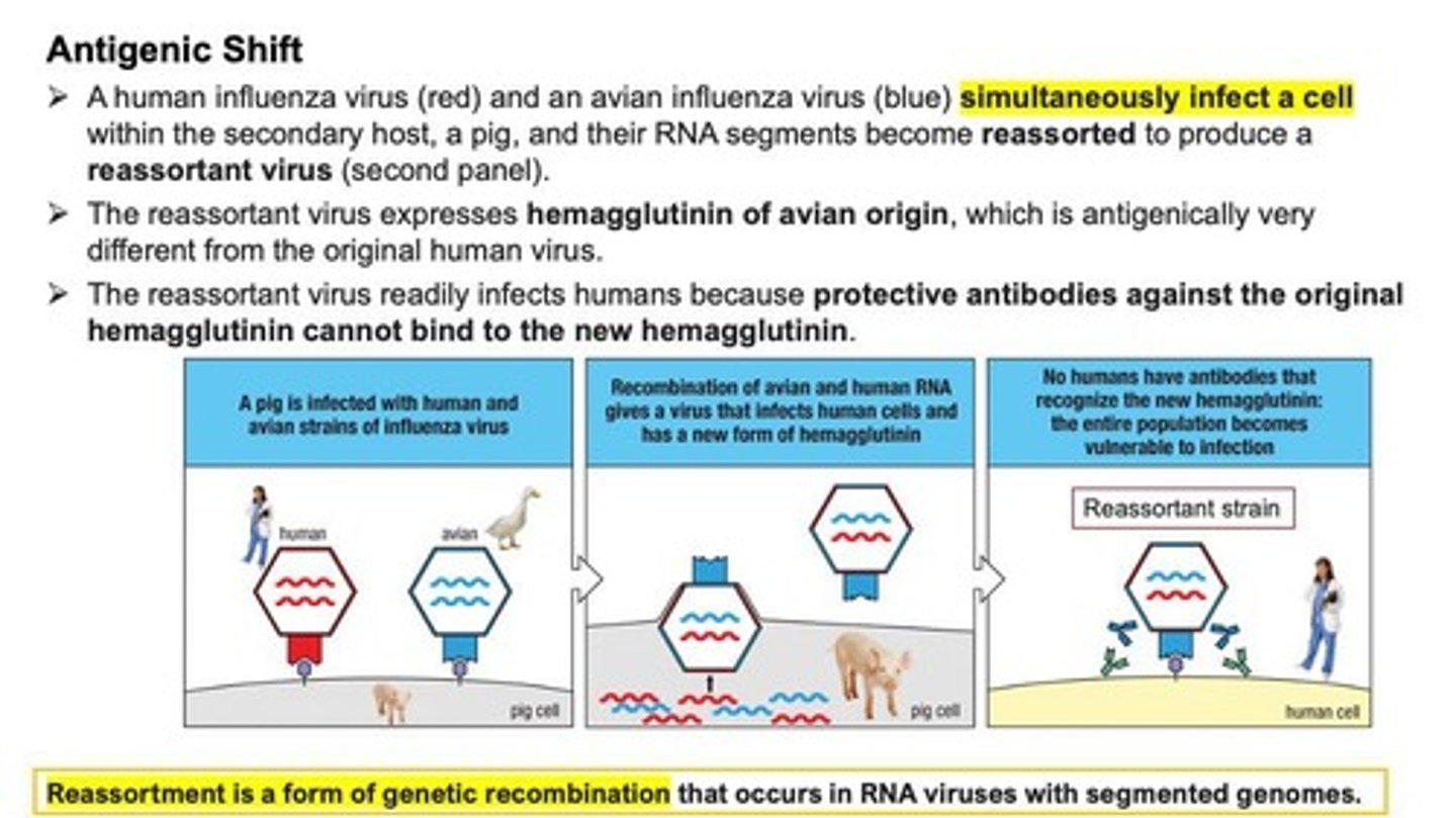 <p>A process where a human influenza virus and an avian influenza virus simultaneously infect a cell and their RNA segments become reassorted to produce a reassortant virus.</p>