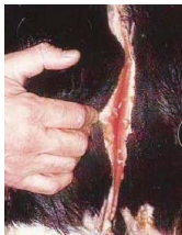 <p>Congenital Urinary Diseases in <span style="color: rgb(115, 90, 90)">ruminants</span></p>