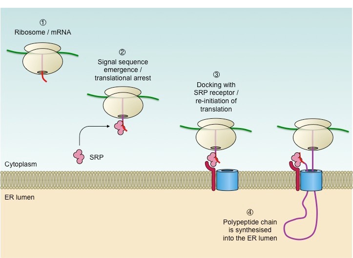 <p><strong>Signal Recognition Particle (SRP) (this is a whole other separate player just floating aroudn scanning for the signal, it is not part of the ribosome)</strong></p>