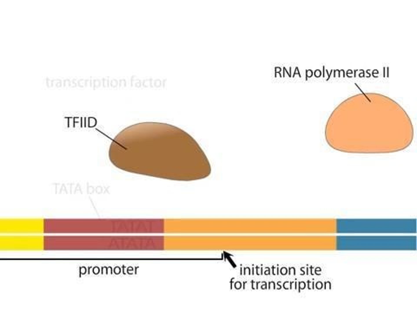 <p>First stage of transcription; RNA polymerase binds.</p>