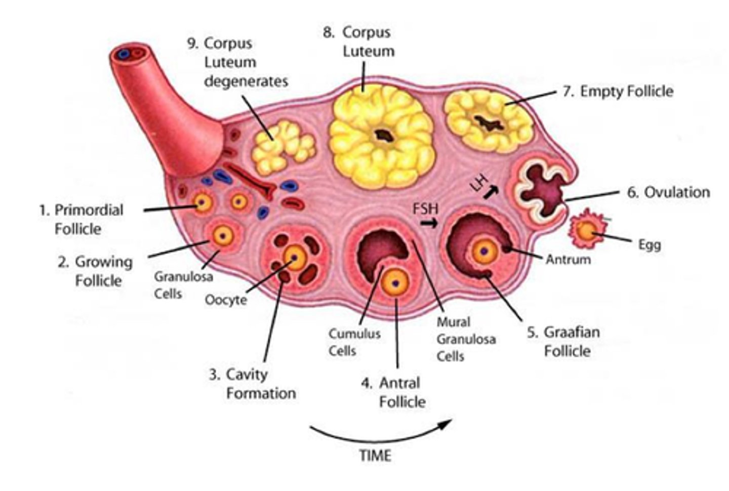 <p>Oocytes exist inside the follicle</p><p>Develop in stages when stimulated by FSH</p><p>Only 1 Follicle per cycle reaches Mature Follicle Stage</p>