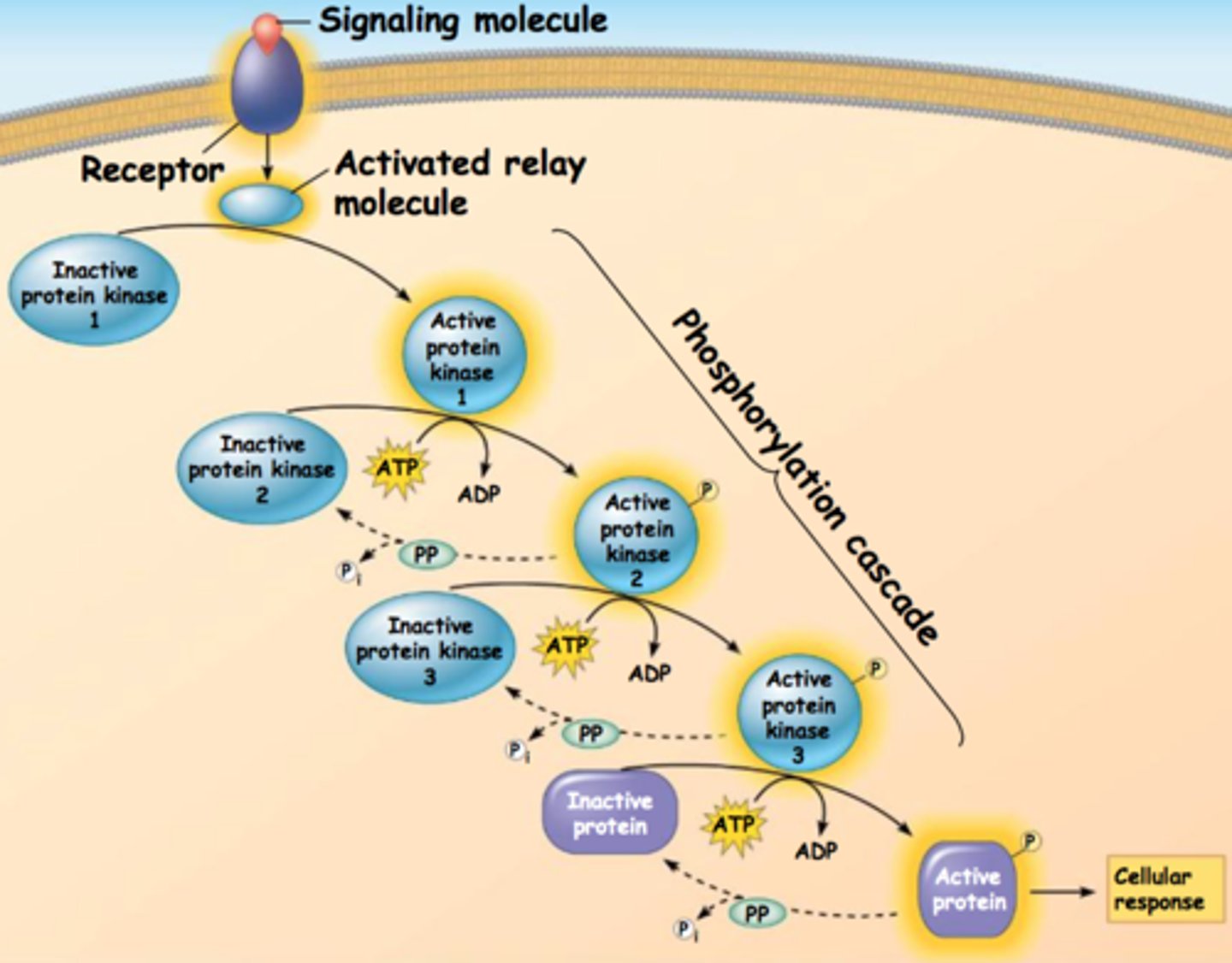 <p>An enzyme that removes phosphate groups from (dephosphorylates) proteins, to deactivate the protein</p>