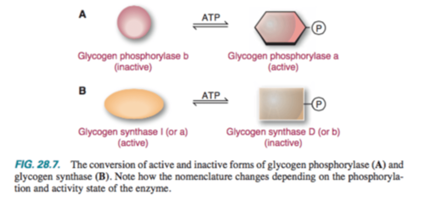 <p>D: Phosphorylated form is INACTIVE (b)</p><p>I: Dephosphorylated form is active (a)</p>