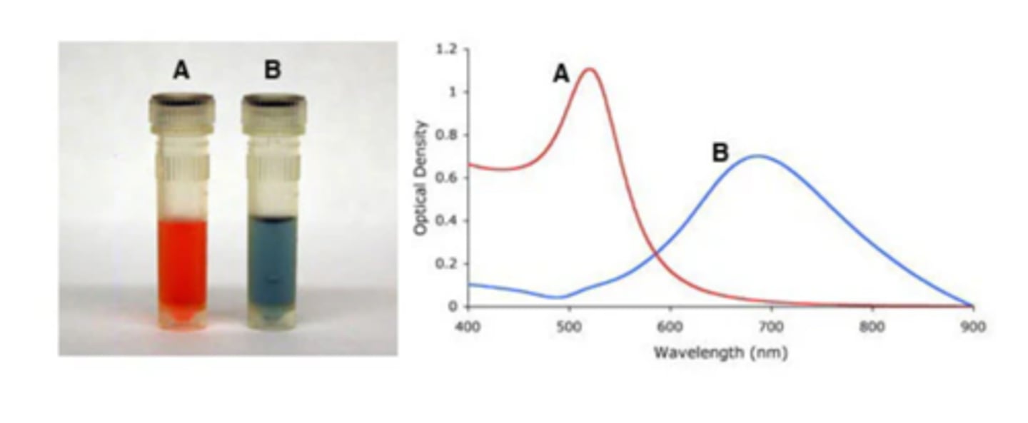 <p>- surface plasmon band red shifts upon aggregation of nanoparticles due to interparticle coupling (shifts towards higher wavelength as particle size gets bigger)</p><p>- for 14 nm Au nanoparticles, the dispersion colour experiences red-to-blue transition during aggregation, which is widely used in Au nanoparticle-based colorimetric biosensors</p>