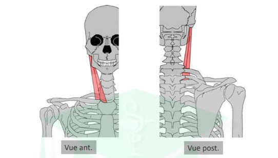 <ul><li><p>trajet oblique : haut/dehors/arrière</p></li><li><p>action : → rotation tête du côté opp/contraction → inclinaison du côté de la contraction → abaisse la tête + muscle inspirateur = contraction simultanée</p></li></ul>