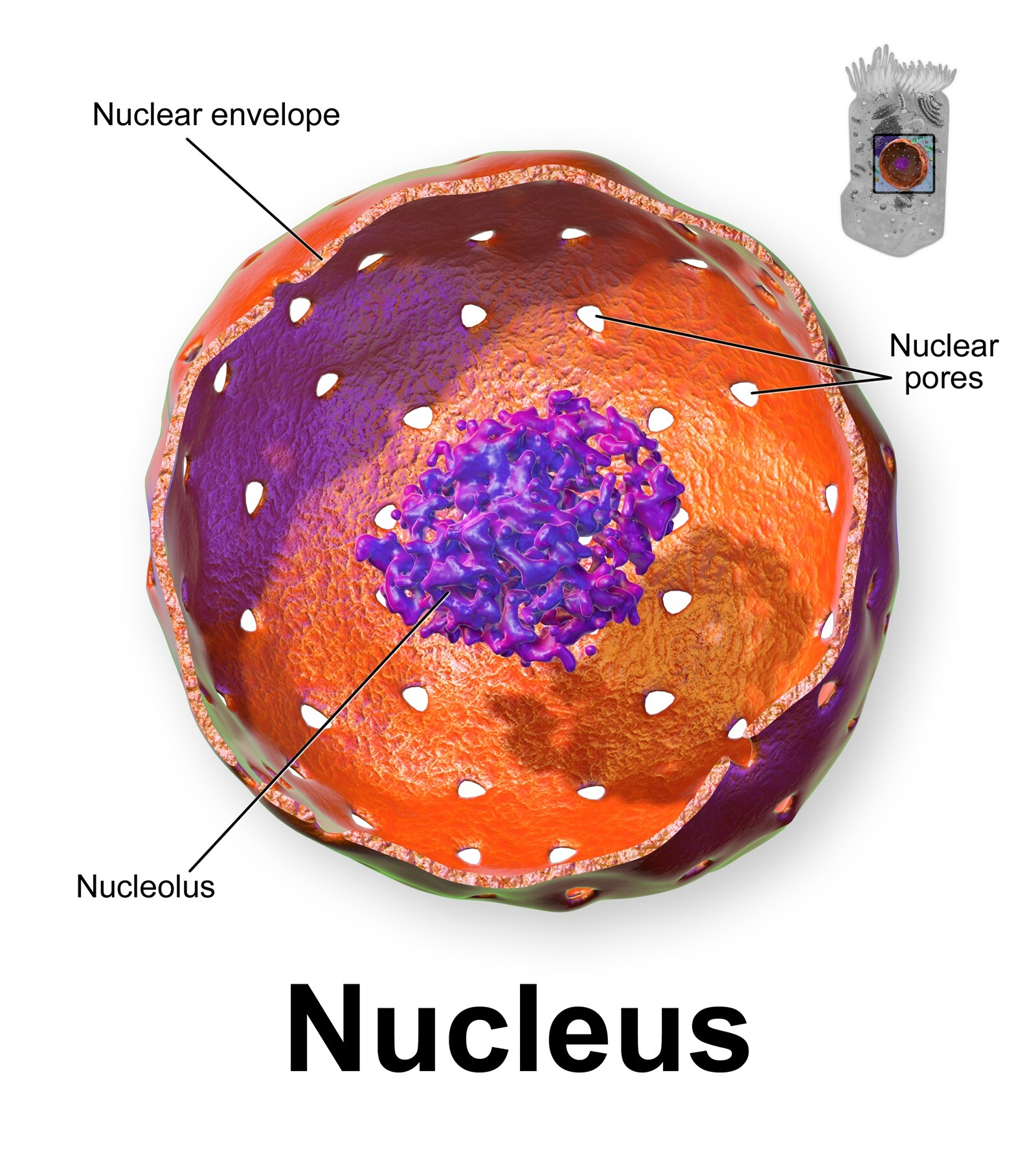 <p>The center of the cell’s biosynthetic center that directs the synthesis of almost all proteins and certain nucleic acids. </p>