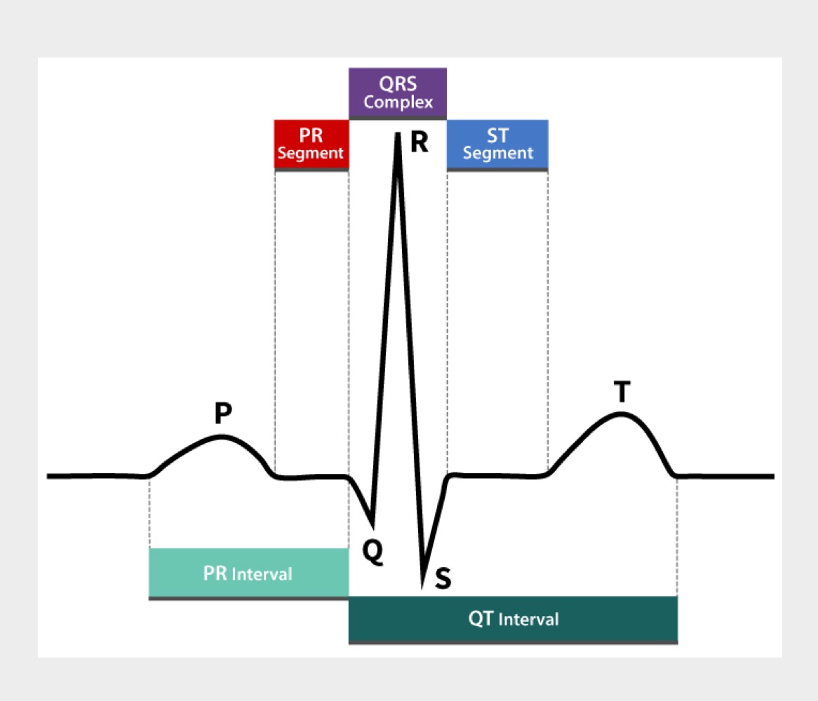 <p>The combined time required for ventricular depolarization and repolarization</p>