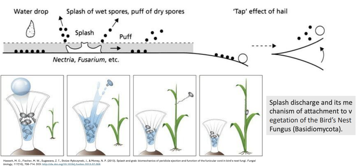 <ul><li><p><strong>Water splashes</strong></p><ul><li><p>Splash of wet spores</p></li><li><p>Puff of dry spores</p></li><li><p>Tap effect of hail</p></li></ul></li></ul><p></p>
