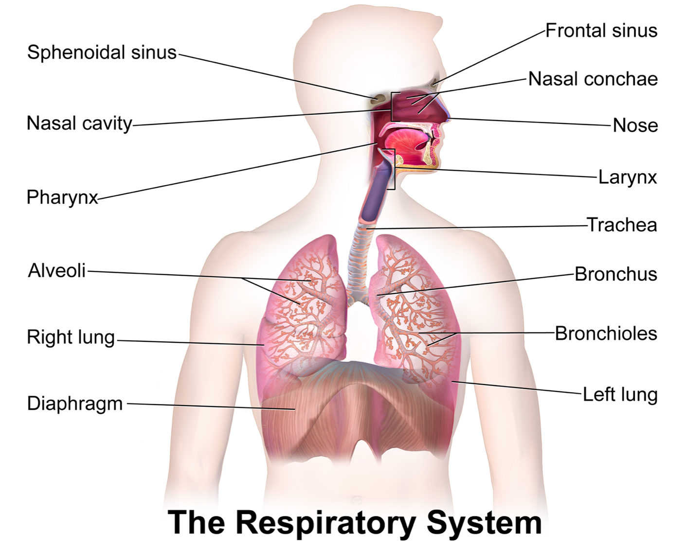 <p>The system in the body responsible for taking in oxygen and removing carbon dioxide and water vapor.</p>