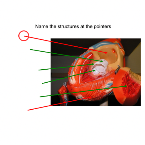 term image