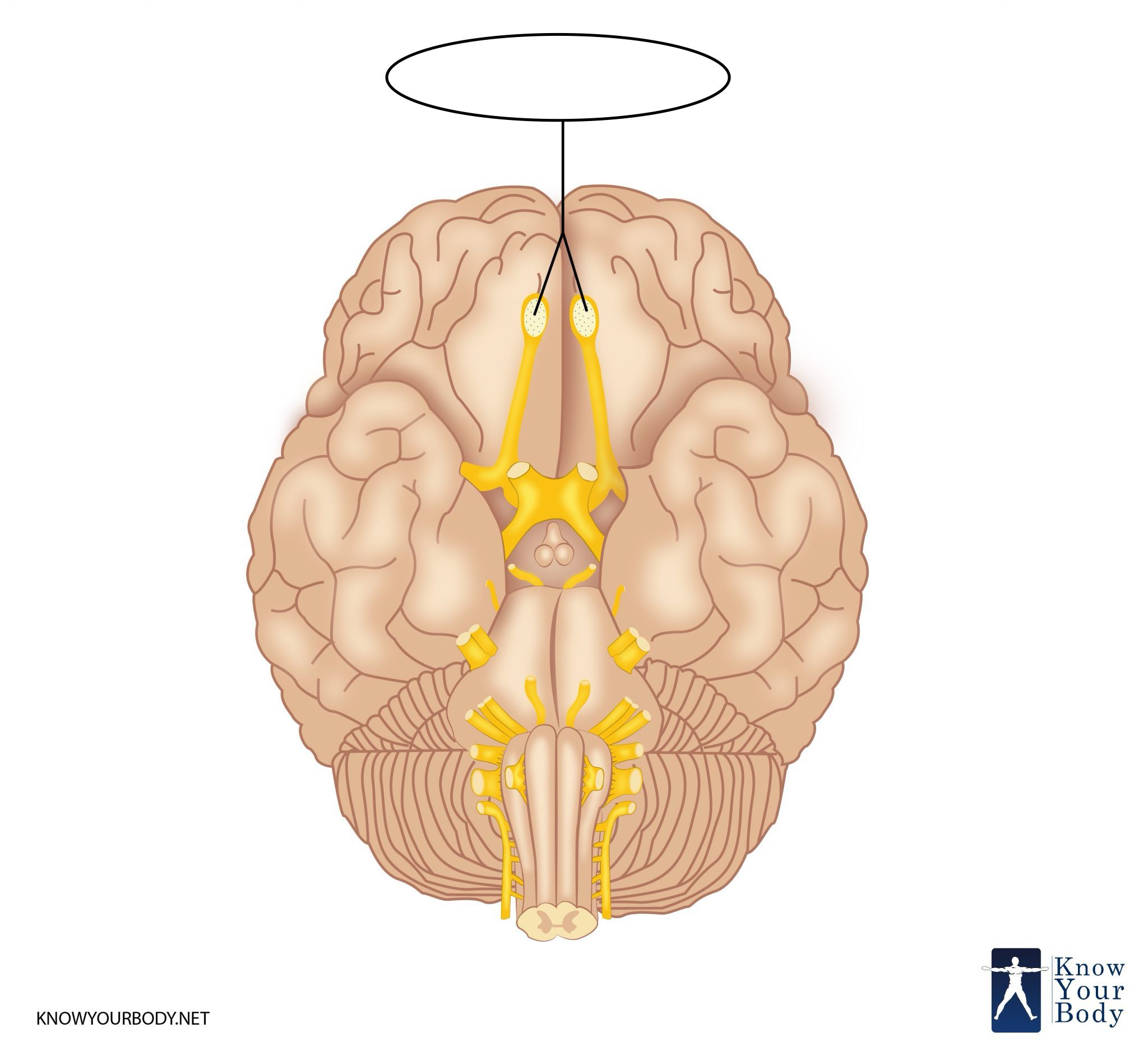 <p>What is the name and number of this craninal nerve?</p>