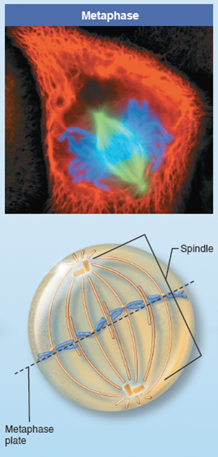 <p>Mitotic spindle is formed and chromosomes are lined up in middle of the 2 spindle poles</p>