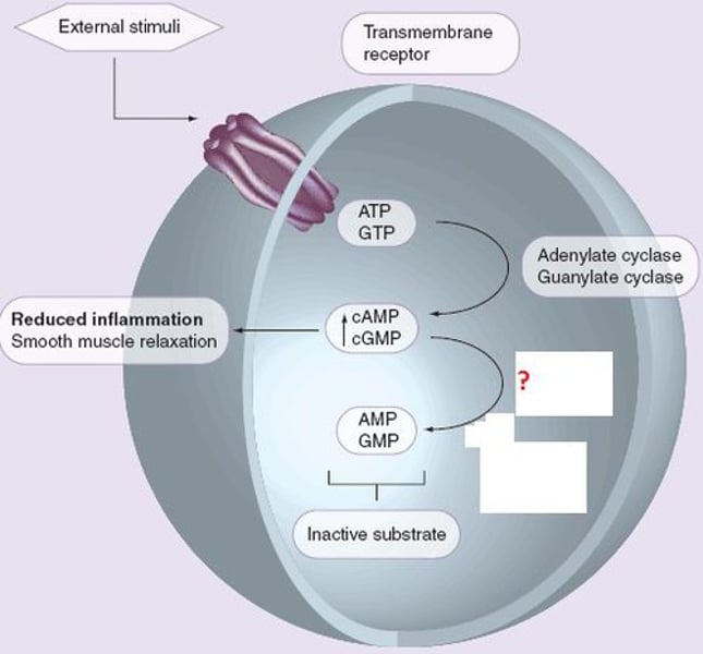 <p>enzyme that degrades cAMP, producing AMP, to terminate signaling</p>