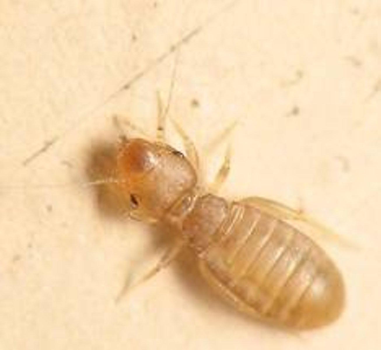 <p>Book and Bark Lice</p>