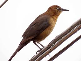 <p>Boat-Tailed Grackle<br>Icteridae</p>