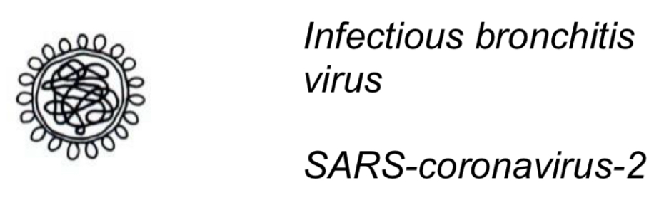 <p>-Helical nucleocaspid&nbsp;</p><p>-120-160nm</p><p>-Envelope&nbsp;</p><p></p><p>Cause:</p><p>-Avian bronchitis (infectious bronchitis virus)</p><p>-Severe acute respiratory syndrome + COVID-19 (SARS-coronavirus-2)</p>