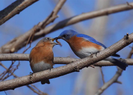 <p>Eastern Bluebird</p>
