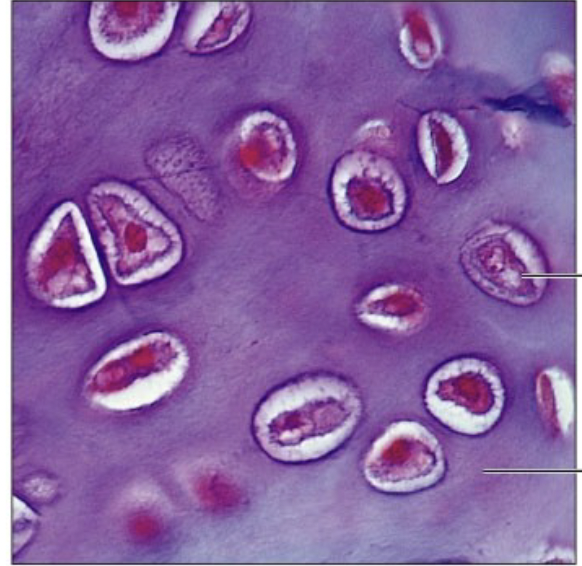 <p>what is this?</p>