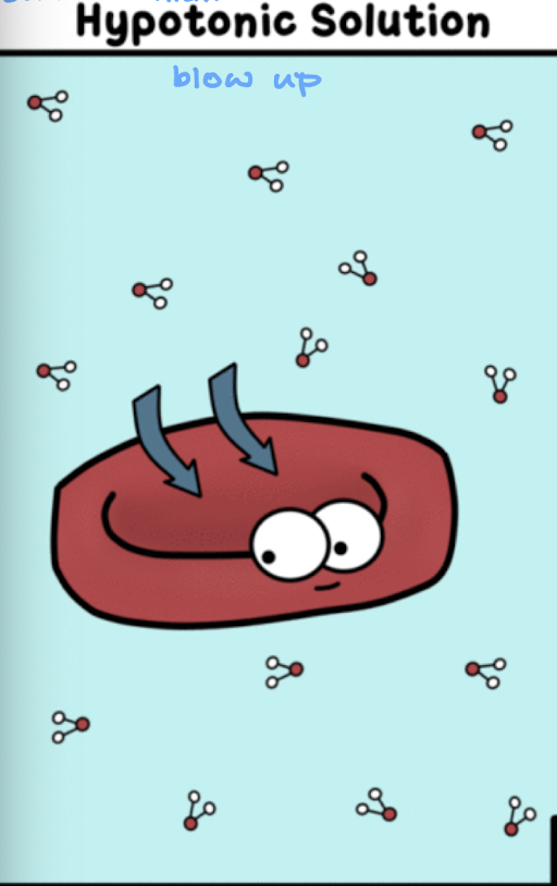 <p>less solute in solution than in the cell so the cell blows up</p>