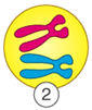 <p>What phase of mitosis is this?</p>