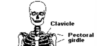 Front view of the clavicle