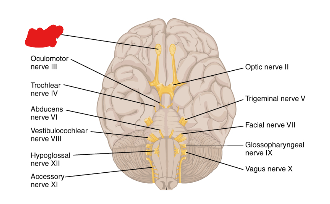 <p>What Cranial Nerve Is this?</p>