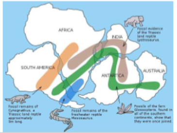 <p>Aouthern continents still united (180 mya, Jurassic). Gondwanan distributions are common</p>