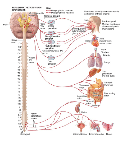 <ol><li><p>terminal ganglia</p></li><li><p>ciliary ganglion</p></li><li><p>pterygopalatine ganglion</p></li><li><p>submandibular ganglion</p></li><li><p>otic ganglion</p></li></ol><p></p>