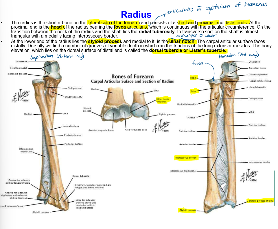 <ul><li><p>head of radius</p></li><li><p>fovea </p></li><li><p>radial tubersoity </p></li><li><p>styloid process</p></li><li><p>ulnar notch </p></li><li><p>dorsal tubercle/Lister’s tubercle </p></li></ul><p></p>