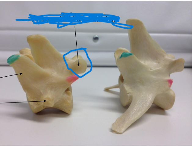 <p>Vad är det blåa och vilka kotor har det?</p>