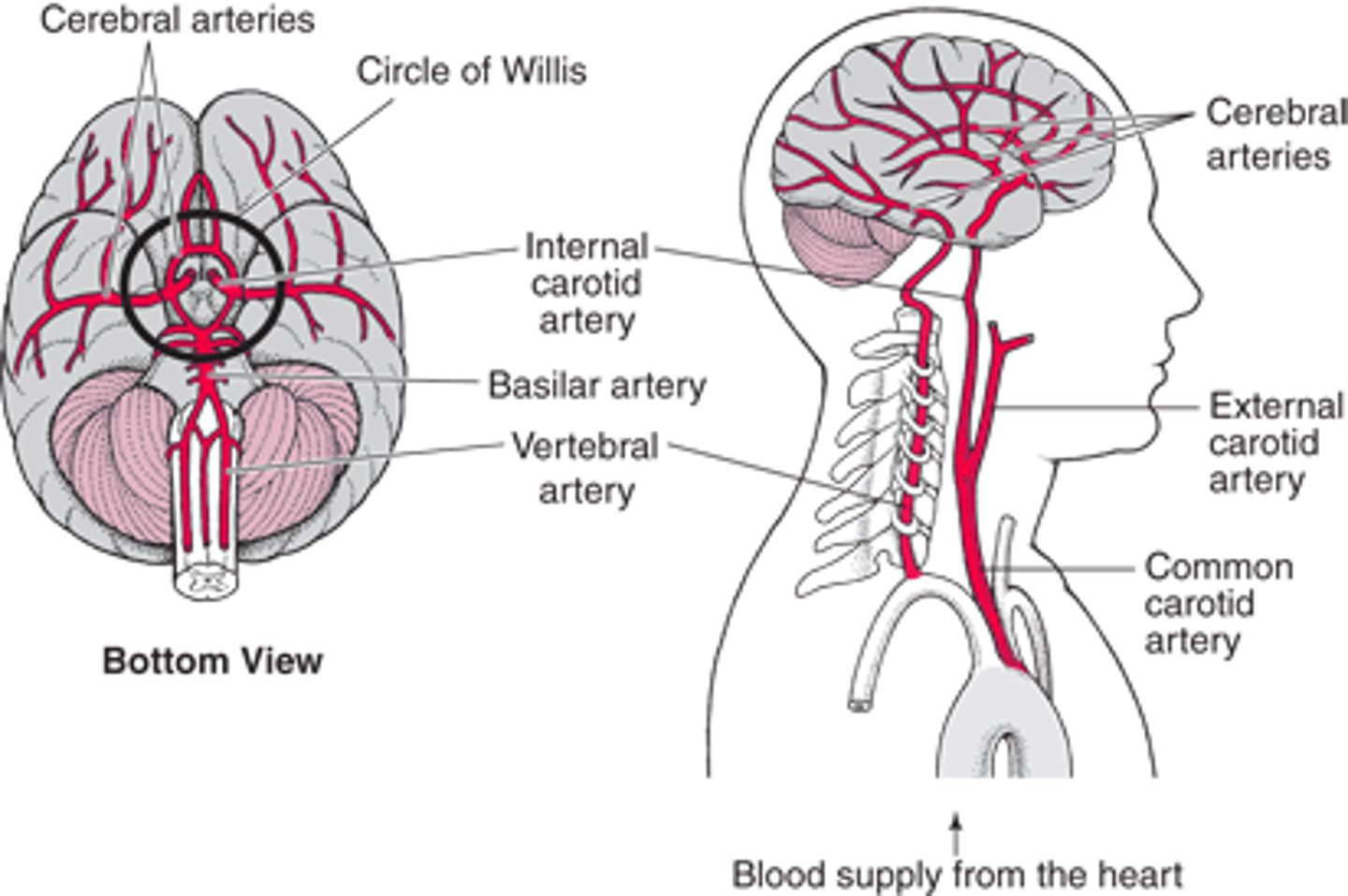 <p>ID vessel</p><p>within the veterbrea</p>