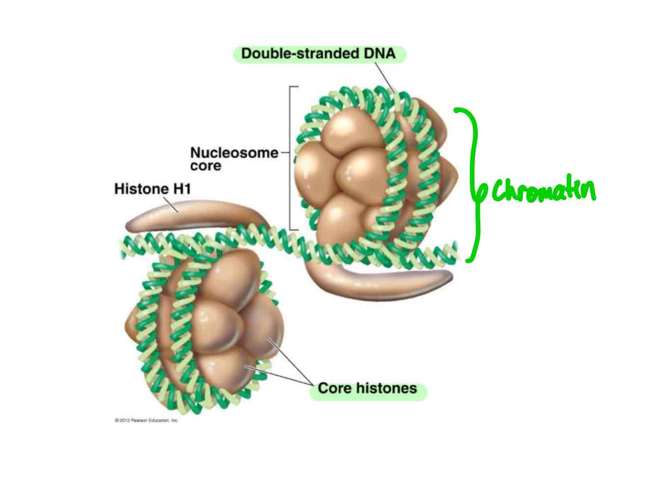 <p>Chromatin is a complex of DNA and histones, maintaining chromosomal structure and assisting gene expression regulation.</p><p>Histones are proteins that help gene expression regulation by coiling and uncoiling of the DNA.</p>