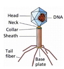 <ul><li><p>consist of little more than strands of DNA/RNA surrounded by a protective protein coat</p></li><li><p>have no cellular organelles - must hijack other organisms in order to survive</p></li></ul><p></p>