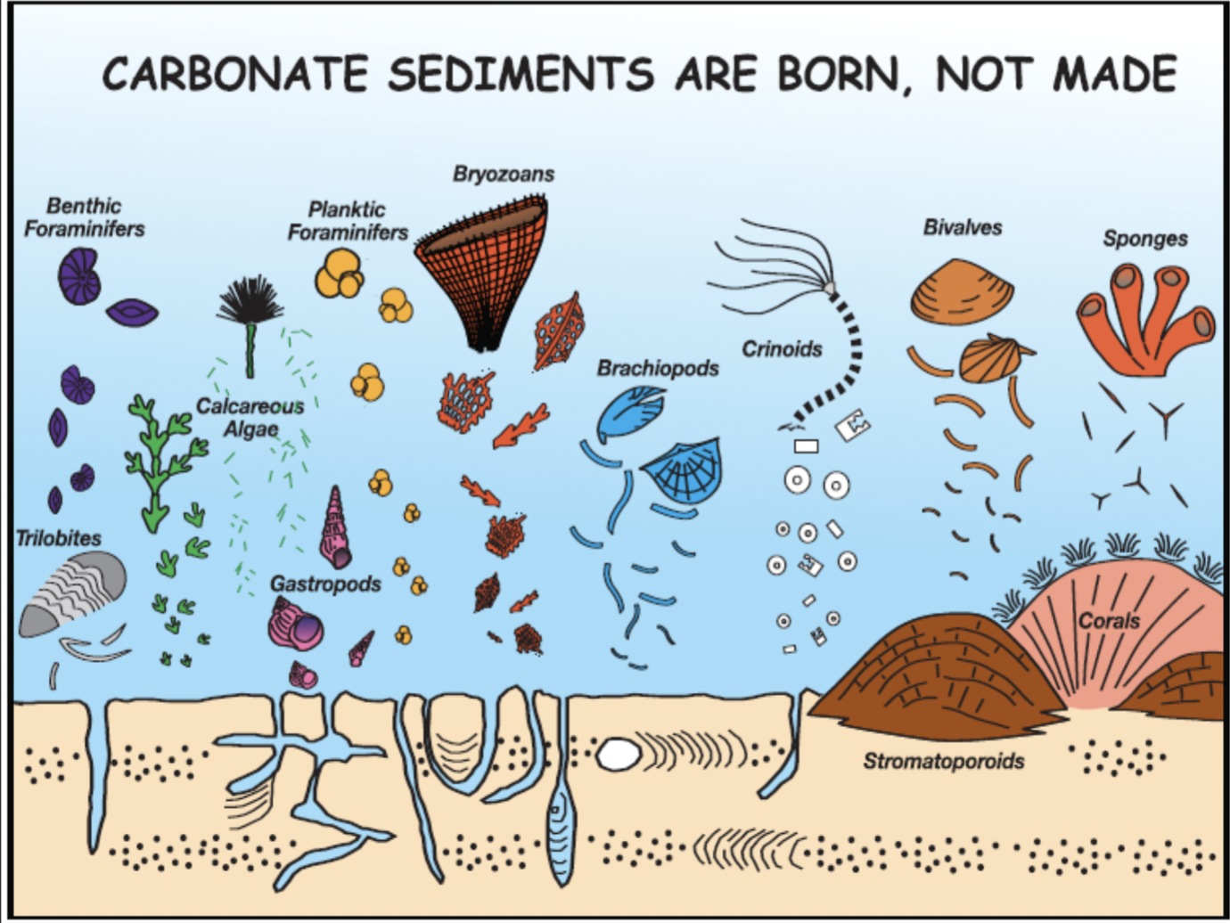<p>Class of sedimentary rocks composed primarily of carbonate minerals</p>