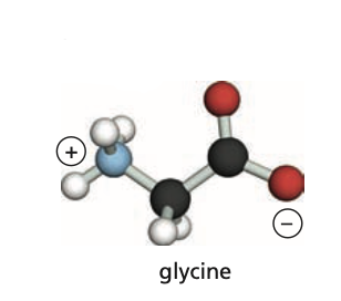 Identify the carboxyl group (C-terminus) of this protein.