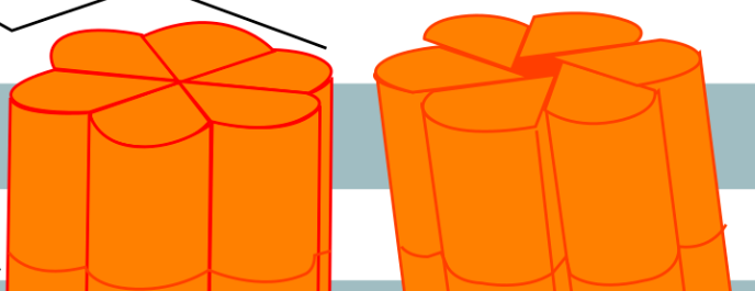 <p>Transmembrane integral proteins that connect in order to make gap junctions. These are made up of 6 connexins.</p>