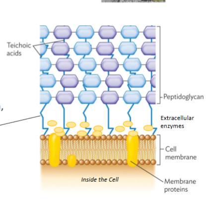 <p>Stain <span style="color: rgb(190, 90, 249);">purple</span></p><p>Thick Cell Wall</p><ul><li><p>Many peptidoglycan layers</p></li></ul><p><strong>Teichoic Acids</strong></p><ul><li><p>Carbohydrate chains (-)</p></li></ul><p><strong>Lipoteichoic Acids</strong></p><ul><li><p>also attach to cell membrane</p></li></ul><p></p>