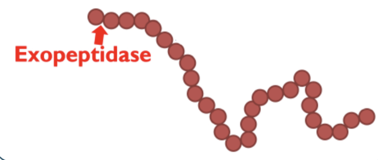 Break peptide bonds between amino acids at the ends of polymer chain