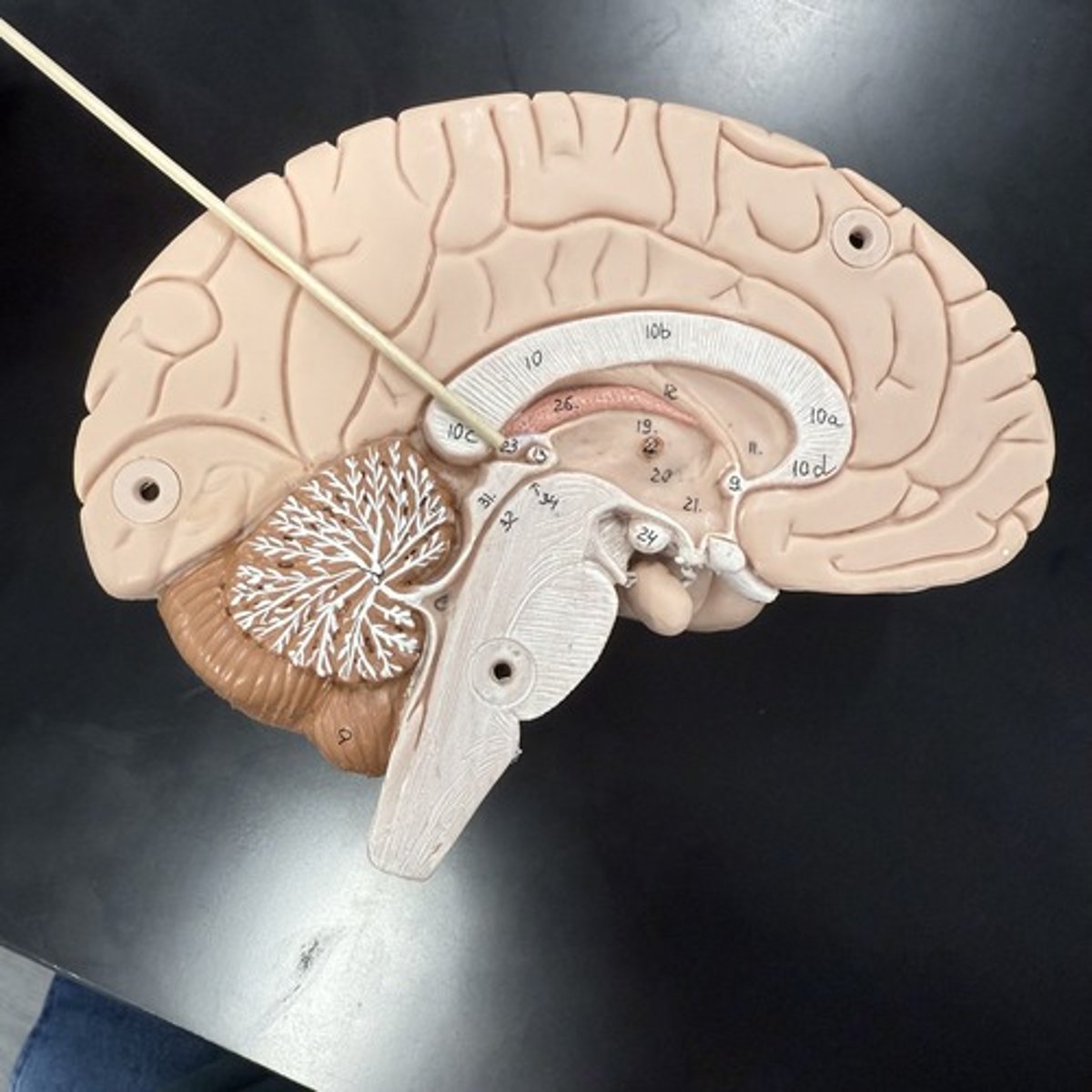 <p>What is this structure?</p>